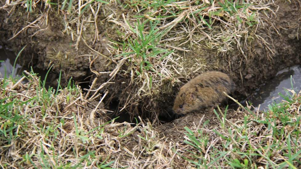 Een veldmuis, herkenbaar aan de dichte beharing, een erg korte staart, het typische stompe snuitje en kleine oren, is op de vlucht. Hij zoekt droger gelegen delen.