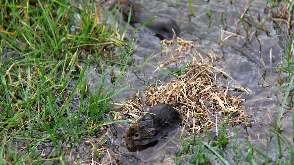 De veldmuis liet zicht eerder gelden in Friesland. Sinds een maand komen er veel meldingen uit de Betuwe. En recent ook uit de Achterhoek, volgens Teunis Kool van Agruniek Rijnvallei.