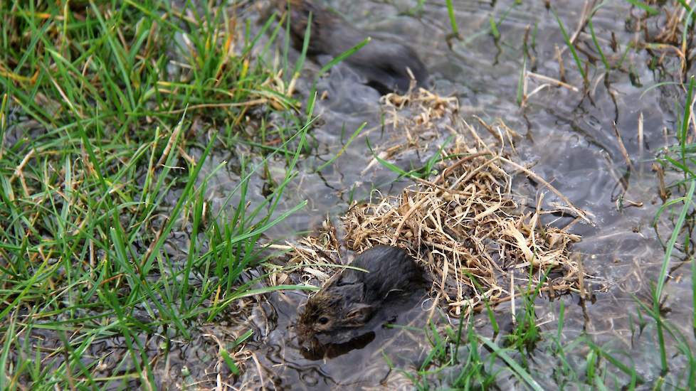 De veldmuis liet zicht eerder gelden in Friesland. Sinds een maand komen er veel meldingen uit de Betuwe. En recent ook uit de Achterhoek, volgens Teunis Kool van Agruniek Rijnvallei.