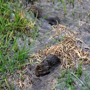 De veldmuis liet zicht eerder gelden in Friesland. Sinds een maand komen er veel meldingen uit de Betuwe. En recent ook uit de Achterhoek, volgens Teunis Kool van Agruniek Rijnvallei.