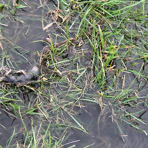 Niet alleen de muizen verdrinken, ook slakken komen om. Het is te hopen dat het water ook de scheuren in de zware klei dichttrekt.