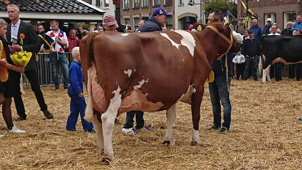 Rika 336 (v. Curtis) van de familie Van der Valk uit Ferwoude werd uitgeroepen tot seniorenkampioene.