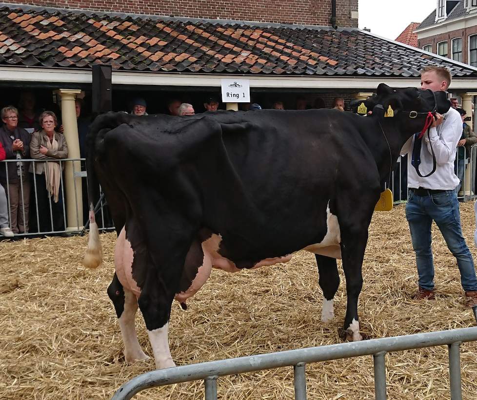 De 17-jarige K Aaltje 99 (v. Palmer) produceerde al 165.000 kilo melk en is de nummer drie voor melkproductie van nog levende koeien in Nederland en de nummer twee voor vet- en eiwitproductie.