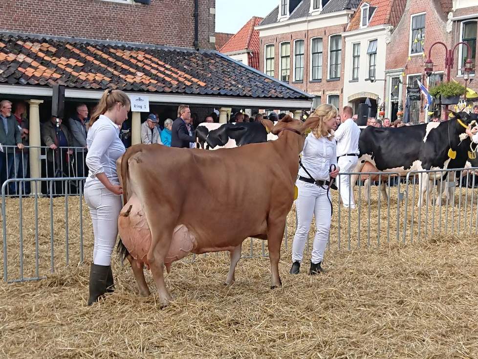De vijfdekalfs Jersey-koe Elbrich (v. Vj Jang) produceerde in haar laatste twee lactaties ruim 1.050 kg vet en eiwit.