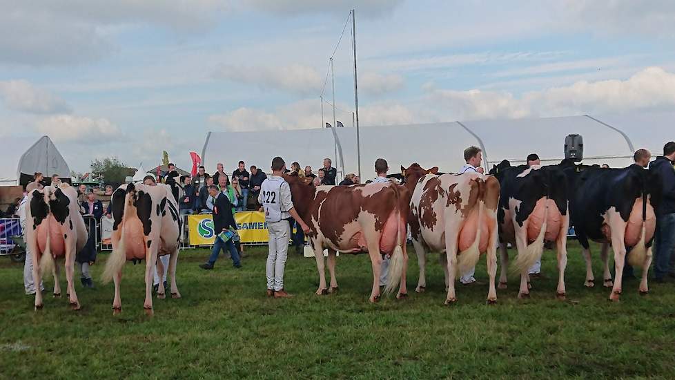 Met rugnummer 222 van haar begeleider, won Jansje 607 (v. Albiorix) van de familie De Groot uit Everdingen het seniorenkampioenschap bij de roodbonten.
