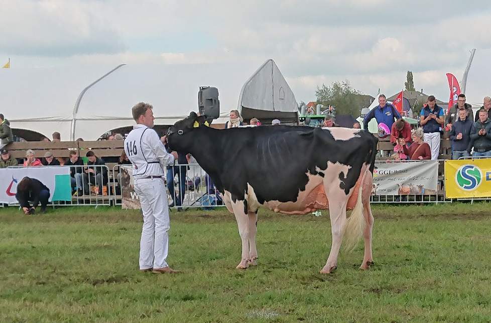 Bons-Holsteins Koba 219 (v. Lauthority) van de combinatie Bons/Westcoast won het seniorenkampioenschap bij zwartbont en werd tevens tot algemeen kampioene verkozen.