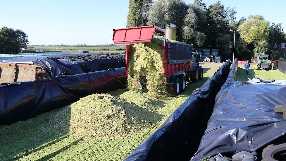 In dunne laagjes inkuilen, zeer goed vastrijden, een kuiltoevoegmiddel van Ecosyl en nieuwe kuilfolie zorgen voor de topkwaliteit kuilmais.