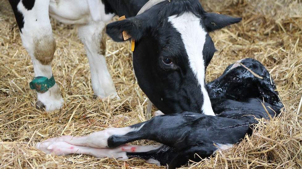 Kalveropfok begint al in de baarmoeder. Gebruik een goede droogstandsbolus om het moederdier te voorzien van voldoende spoorelementen en vitamines.