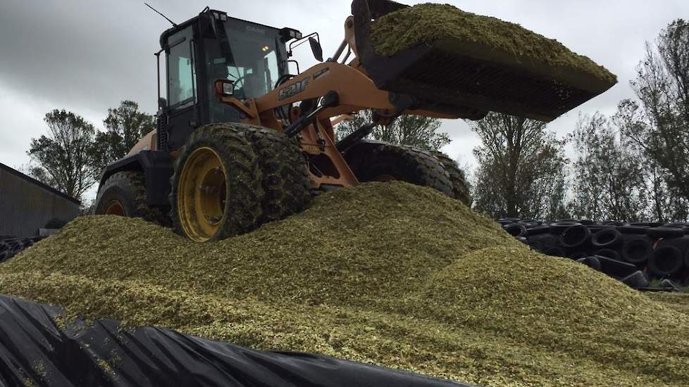 Alleen bij de laatste twee hectare voegde Bos een broeiremmer toe. Voor de rest ziet hij geen voordeel van een inkuilmiddel in de maïs. De veehouder vindt het een groot voordeel dat ze zelf de maïs aanrijden. „Dan heb je het aanrijden in eigen hand en kun