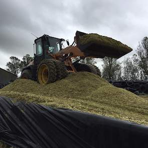 Alleen bij de laatste twee hectare voegde Bos een broeiremmer toe. Voor de rest ziet hij geen voordeel van een inkuilmiddel in de maïs. De veehouder vindt het een groot voordeel dat ze zelf de maïs aanrijden. „Dan heb je het aanrijden in eigen hand en kun