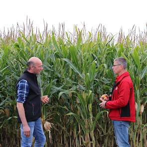Op 24 september controleert Ruben samen met Antoon Verhoeven nog even de afrijping van zijn mais (LG 31.219) om het optimale hakselmoment te plannen.