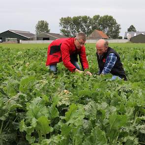 Door naar Rubens perceel Tarine voederbieten, nu voor het 3e jaar in het bouwplan. De planten staan er nog prachtig groen op en groeien nog tot diep in het najaar door.