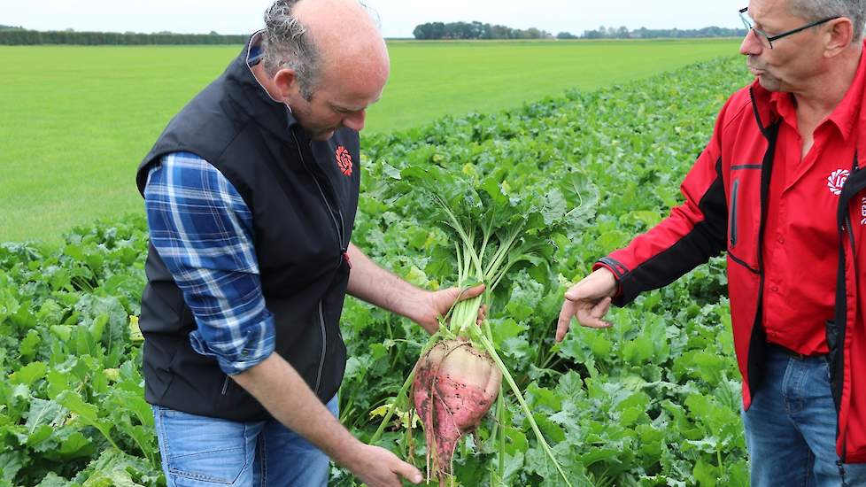 Begin september liet Ruben de eerste 0,3 ha bieten rooien om te starten met vers voeren. De resterende 3 ha groeit nog even verder en levert dan ruim 150 ton verse bieten per ha, die hij vers voert tot in maart