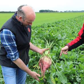 Begin september liet Ruben de eerste 0,3 ha bieten rooien om te starten met vers voeren. De resterende 3 ha groeit nog even verder en levert dan ruim 150 ton verse bieten per ha, die hij vers voert tot in maart