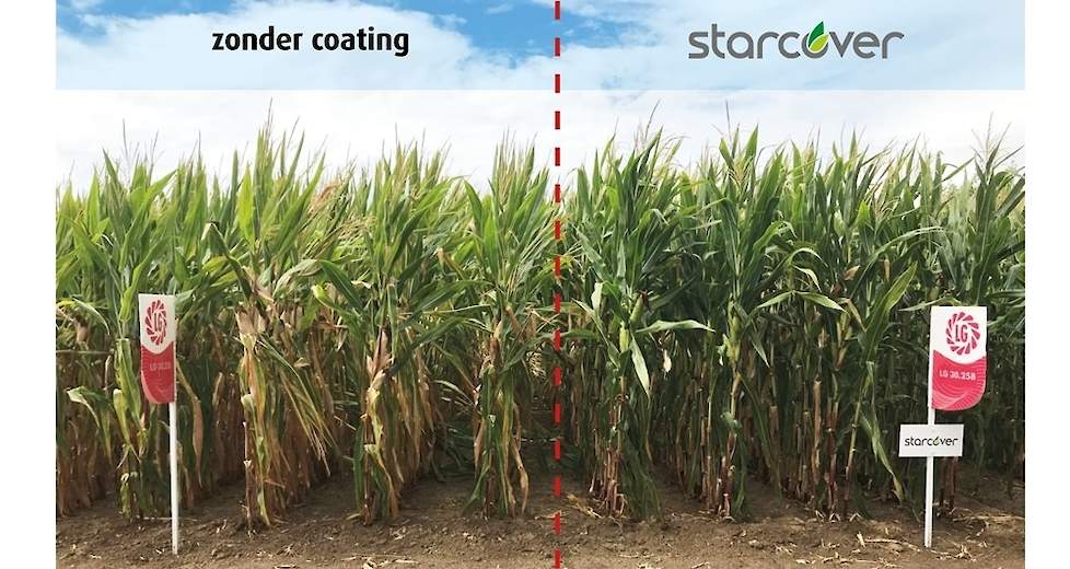 Afbeelding: maïs met zaadcoating Starcover blijft langer vitaal en gezond door de betere wortelontwikkeling.