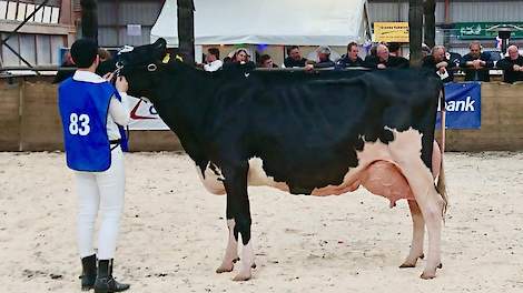 Jacobi domineert de Veekeuring Fryslân - Melkvee
