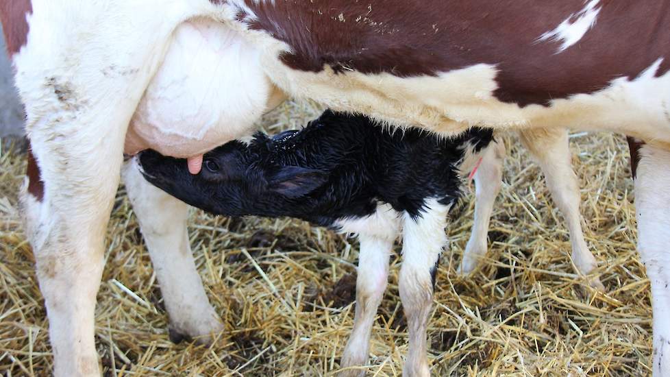 Kalf bij de koe zorgt voor stress | Melkvee.nl Nieuws en voor de