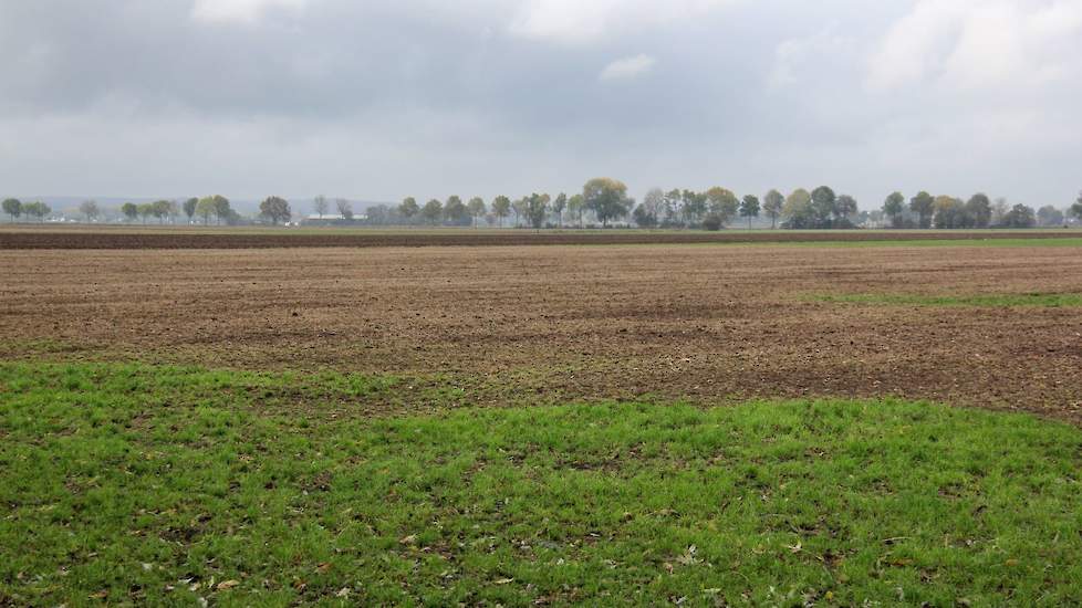 Melkveehouder Marchel Koster in Zevenaar heeft op twee percelen na alles geploegd en opnieuw ingezaaid. Hij hoopt dat deze grondbewerking de muizenpopulatie flink wat stress heeft opgeleverd.