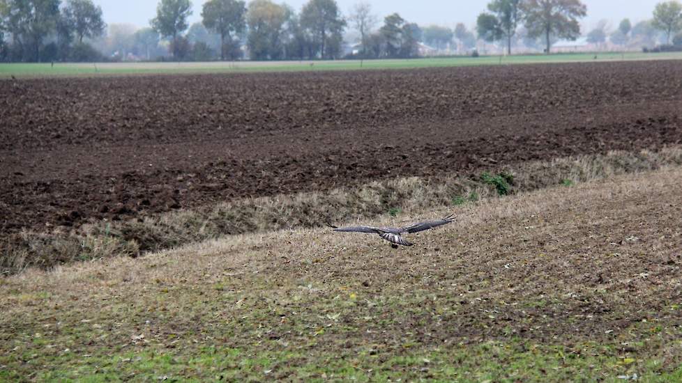 „Ik kon niet alles scheuren; een enkel stuk heb ik geprobeerd door te zaaien. Maar het beetje herstel was binnen een maand weer kaalgevreten.” Het is een walhalla voor roofvogels.