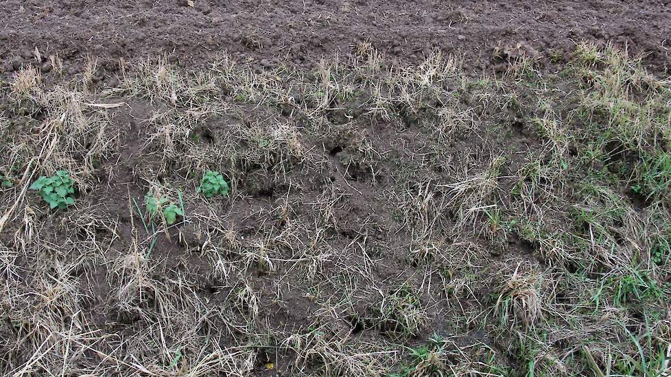 Het talud van een sloot is geperforeerd door muizen. Als je het land bewerkt, gaan de woelmuizen op deze manier naar het volgende stuk, volgens Koster.