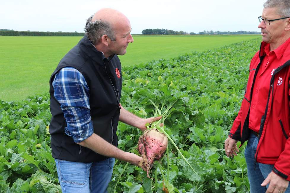 De overige 3 hectare kan nog rustig doorgroeien, een korte rekensom levert al snel ruim 150 ton bieten per hectare op.