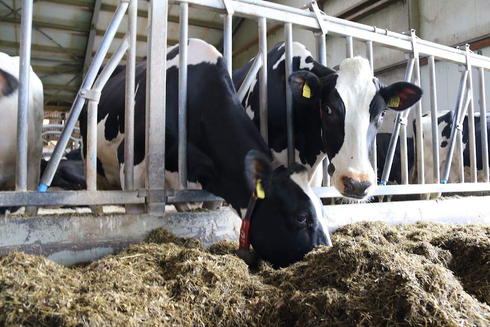 De smakelijke bieten worden enorm goed opgenomen, en ondertussen bouwt Ruben de krachtvoergift af. ‘Ik moet steeds meer voer laden, en waar ruwvoer zit kan geen krachtvoer zitten. Sinds ik ze weer voer zie ik het eiwit stijgen en de mest is ook mooier!’