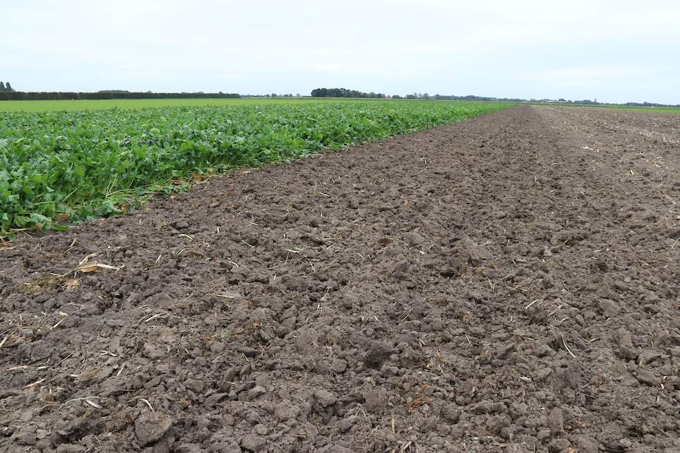 Begin september liet Ruben alvast 0,3 ha rooien om te kunnen starten met vers voeren.