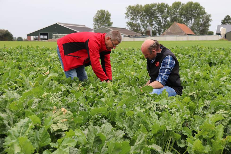 Samen met ruwvoerspecialist Antoon Verhoeven bekijkt Ruben op 24 september zijn perceel Tarine voederbieten, die er nog mooi gezond op staan. Op de achtergrond Rubens bedrijf.