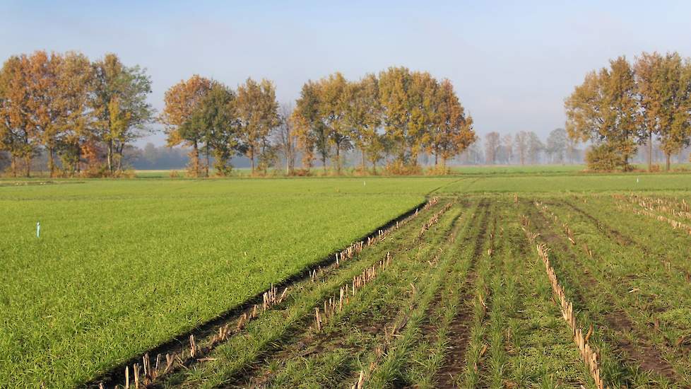 De mogelijkheden van vanggewas zijn gelijkzaai (gelijk met de maïs of extra werkgang vlak voor of na), onderzaai wanneer de maïs kniehoog is. Of nazaai vóór 1 oktober. Opvallend is dat driekwart van de telers zegt dat de opkomst bij onderzaai slecht was.