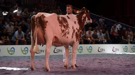 Barendonk Massia 7273 werd afgelopen zomer kampioene op de NRM bij de roodbonte vaarzen. Ze is een dochter van Siemers Agent-Red, die de top 10 binnenstormt.