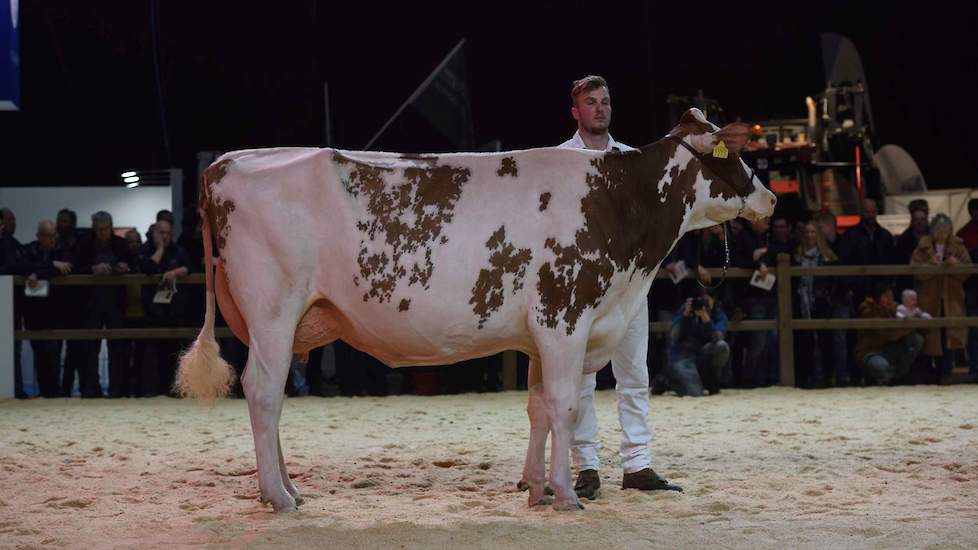 Regerend NRM-kampioene Barendonk Massia 7273 van Hermanussen moest genoegen nemen met de derde plaats in deze sterke rubriek. De Agent-dochter is groot en lang en bezit een prachtige uier. De kwaliteit in deze rubriek hield lang aan met bijvoorbeeld ruim