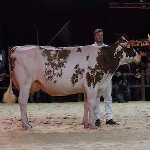 Regerend NRM-kampioene Barendonk Massia 7273 van Hermanussen moest genoegen nemen met de derde plaats in deze sterke rubriek. De Agent-dochter is groot en lang en bezit een prachtige uier. De kwaliteit in deze rubriek hield lang aan met bijvoorbeeld ruim