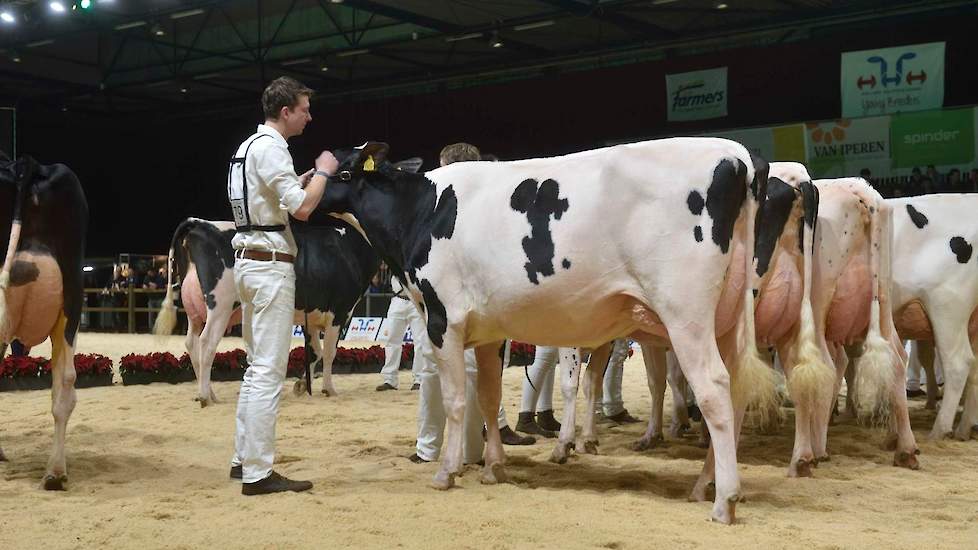 Drouner Cosmo 1446 van Albring is een High Octane-dochter van de bekende Ajdh Cosmo die het reservekampioenschap zou pakken bij de senioren. Ze is nog wat licht, maar is met haar correcte bouw uit hetzelfde hout gesneden als haar moeder.