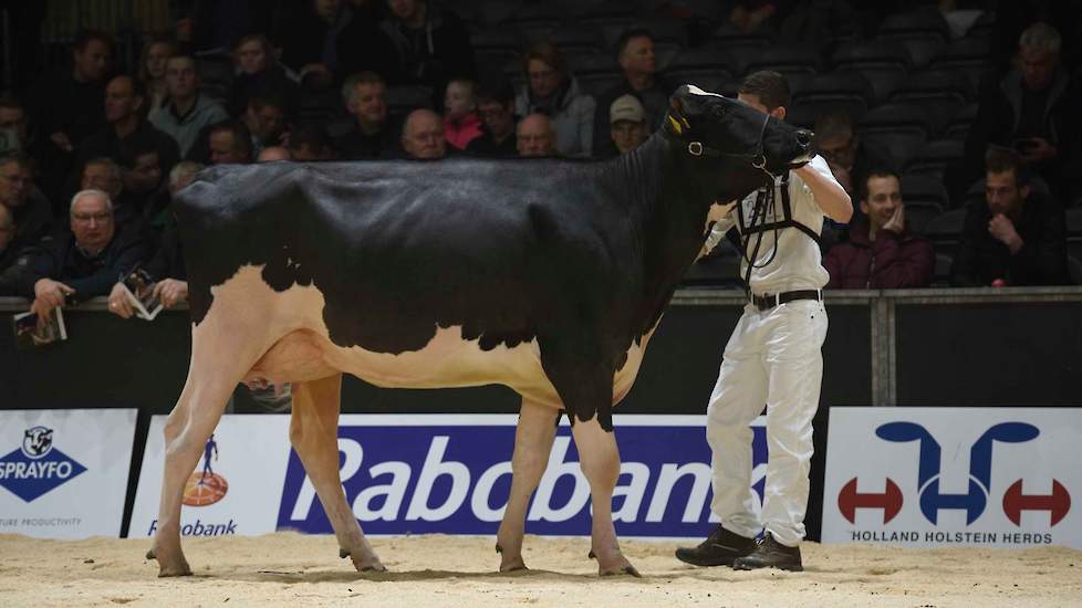 De tweede plek was voor de jonge, zeer jeugdige Miller-P-dochter Hbc Miller-P Daydream van Schep Holsteins Holland bv uit Bergambacht.