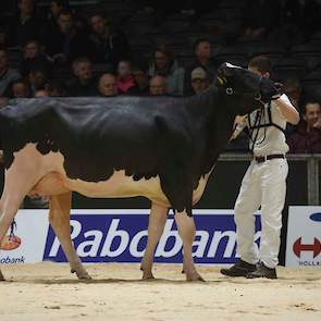 De tweede plek was voor de jonge, zeer jeugdige Miller-P-dochter Hbc Miller-P Daydream van Schep Holsteins Holland bv uit Bergambacht.