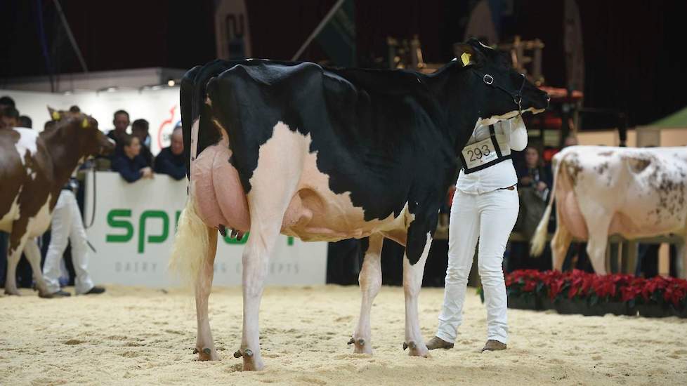 De jeugdige Topcross Anna 250 van Jacobi kwam op kop in de eerste rubriek van de zwartbonte middenklasse. De Atwood-dochter heeft fijne, droge benen en een geweldige uier.