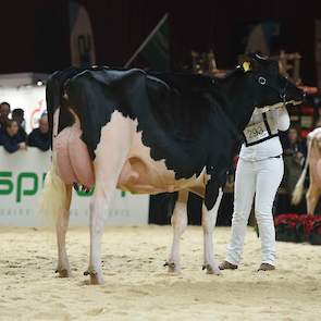 De jeugdige Topcross Anna 250 van Jacobi kwam op kop in de eerste rubriek van de zwartbonte middenklasse. De Atwood-dochter heeft fijne, droge benen en een geweldige uier.