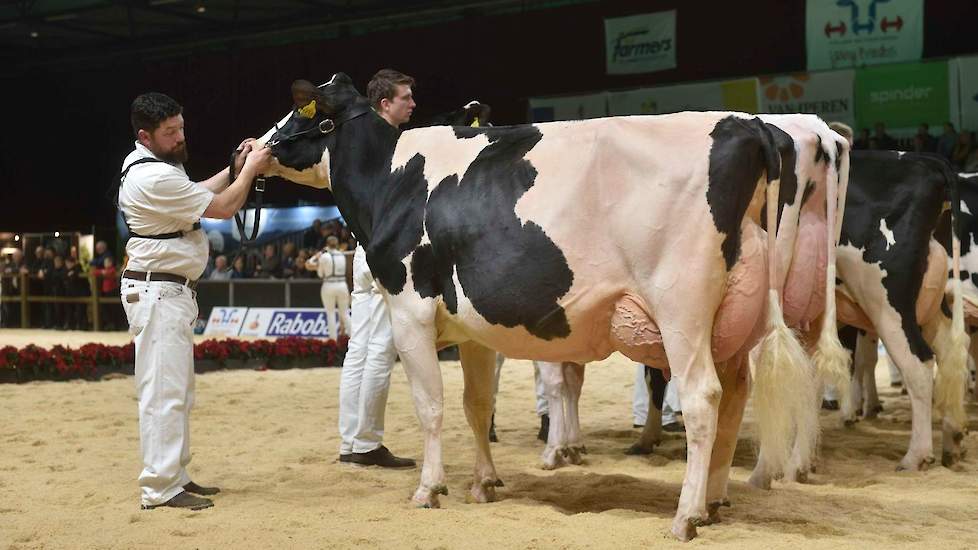 Giessen Cinderella 159 van de familie Kuiper uit Sibculo pakte de tweede plek in deze rubriek. De Denver-dochter is zeer evenredig en ruim gebouwd met veel ruimte in de voor- en middenhand. Ze is afgewerkt met een fraaie uier en beste benen.