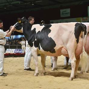 Giessen Cinderella 159 van de familie Kuiper uit Sibculo pakte de tweede plek in deze rubriek. De Denver-dochter is zeer evenredig en ruim gebouwd met veel ruimte in de voor- en middenhand. Ze is afgewerkt met een fraaie uier en beste benen.