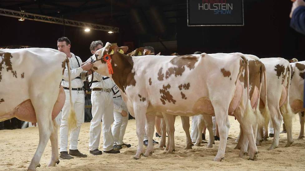 De evenredig gebouwde en best geuierde Payball-dochter Ov Amy van de familie Overvelde uit Beemte-Broekland bezette de derde plaats.