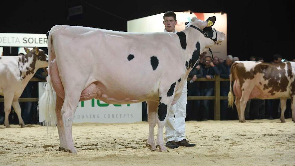 De goedgebouwde P.R. Darla van Schep kreeg de voorstap in de tweede middenklasserubriek bij de zwartbonten. De Mogul-dochter heeft een goede voorhand met ruimte tussen de parallelle voorbenen, een diepe middenhand en een lang kruis. Ze is zeer goed geuier