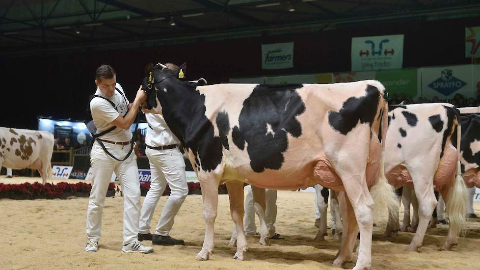 Dynamic Horizon van de familie De Groot uit Zoetermeer werd op 1B geplaatst. De Pepper-dochter vertoont veel vrouwelijkheid met haar fijne huid, diepe open ribben, fijne botten en brede heupen en heeft een uitstekende uier. Ze is voor niet overdreven bree