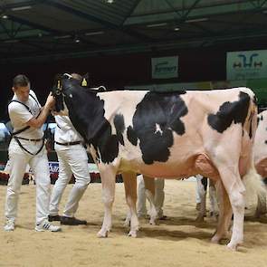 Dynamic Horizon van de familie De Groot uit Zoetermeer werd op 1B geplaatst. De Pepper-dochter vertoont veel vrouwelijkheid met haar fijne huid, diepe open ribben, fijne botten en brede heupen en heeft een uitstekende uier. Ze is voor niet overdreven bree