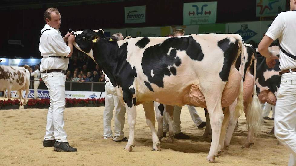 De derde plaats in deze rubriek was voor Marlinda Zwarthak 271 van de familie Ton uit De Punt. De Mogul-dochter heeft diepe ribben, goede benen en een fantastische achteruier.