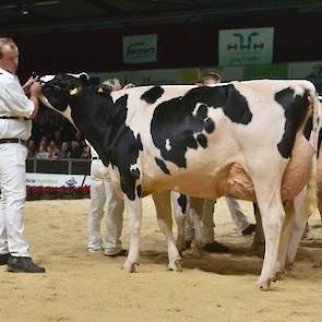 De derde plaats in deze rubriek was voor Marlinda Zwarthak 271 van de familie Ton uit De Punt. De Mogul-dochter heeft diepe ribben, goede benen en een fantastische achteruier.