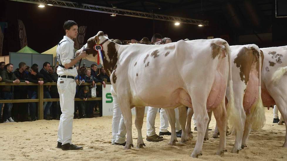 Drouner Aiko 1349 won de zeer sterke tweede middenklasserubriek bij de roodbonten. De sterke Effort-dochter is groot en lang en heeft een geweldige achteruier.