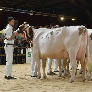 Drouner Aiko 1349 won de zeer sterke tweede middenklasserubriek bij de roodbonten. De sterke Effort-dochter is groot en lang en heeft een geweldige achteruier.