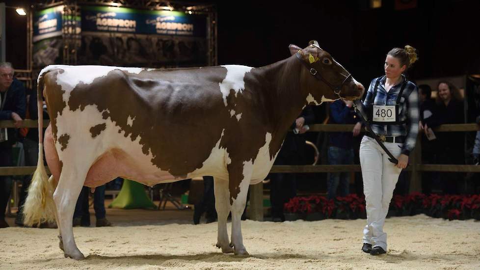 Krachtpatser Twente Dairies Absolute Jose van de familie Tijhuis uit Hooghalen pakte de tweede plaats. De Absolute-dochter heeft een geweldige voorhand met veel vermogen en is zeer correct gebouwd en afgewerkt.