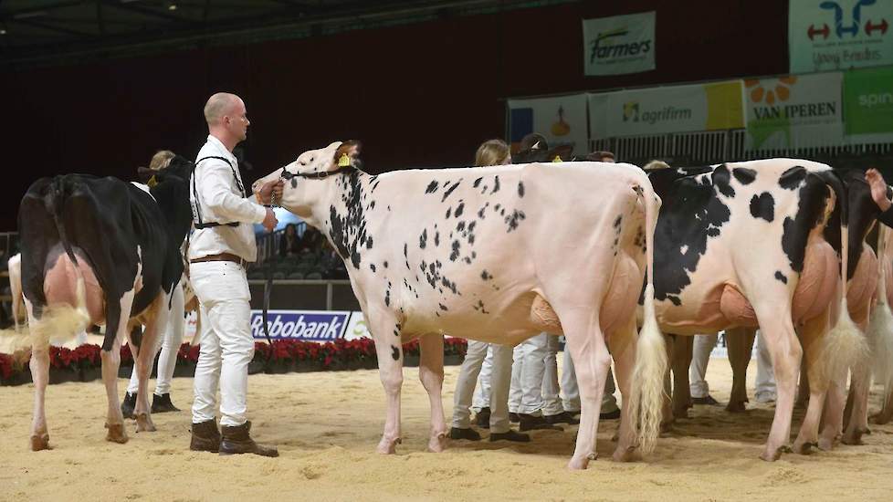 De krachtige Solomon-dochter Topcross Anna 260 van de familie Jacobi uit Garyp kwam op de derde plek. Ze heeft een ruime voorhand met breedte tussen de voorbenen en diepte in de borst, gevolgd door een middenhand met diepe, gewelfde ribben. Daarmee was ze