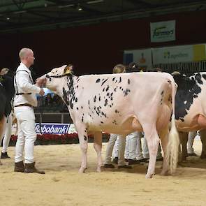 De krachtige Solomon-dochter Topcross Anna 260 van de familie Jacobi uit Garyp kwam op de derde plek. Ze heeft een ruime voorhand met breedte tussen de voorbenen en diepte in de borst, gevolgd door een middenhand met diepe, gewelfde ribben. Daarmee was ze